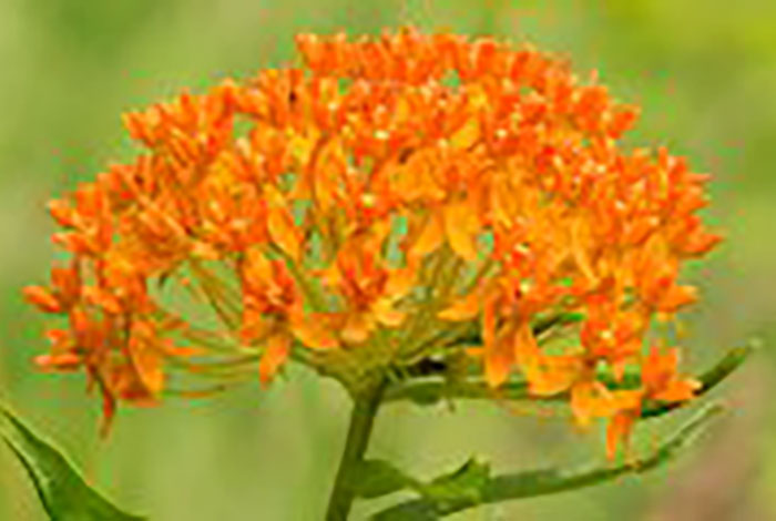 Bright orange milkweed flowers.